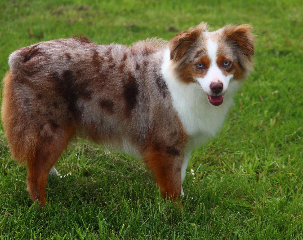 blue merle toy aussie