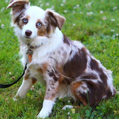 toy blue merle australian shepherd